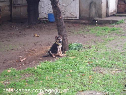 barbi Dişi Alman Çoban Köpeği