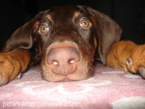 hera Dişi Doberman Pinscher