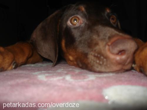 hera Dişi Doberman Pinscher