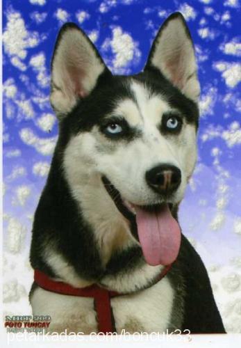 mayaveyavrulari Dişi Sibirya Kurdu (Husky)