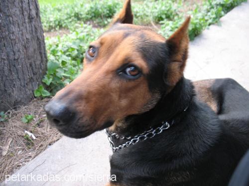 sera Dişi Doberman Pinscher