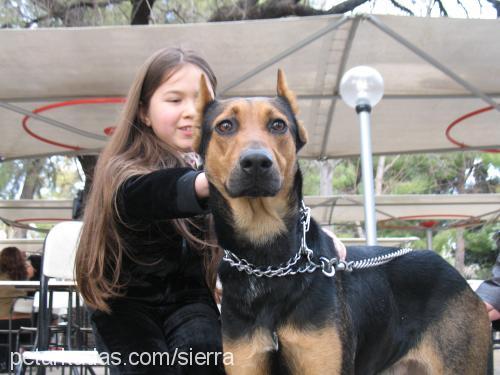 sera Dişi Doberman Pinscher