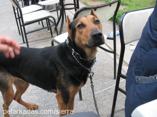 sera Dişi Doberman Pinscher