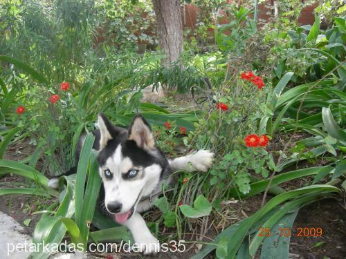 gölge Erkek Sibirya Kurdu (Husky)