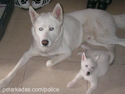 ice Erkek Sibirya Kurdu (Husky)