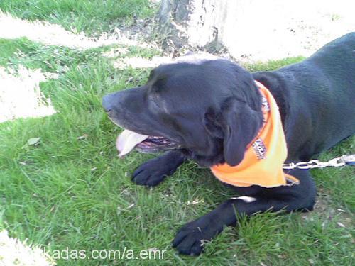 Şimşek Erkek Labrador Retriever