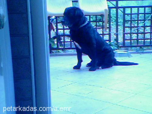 Şimşek Erkek Labrador Retriever