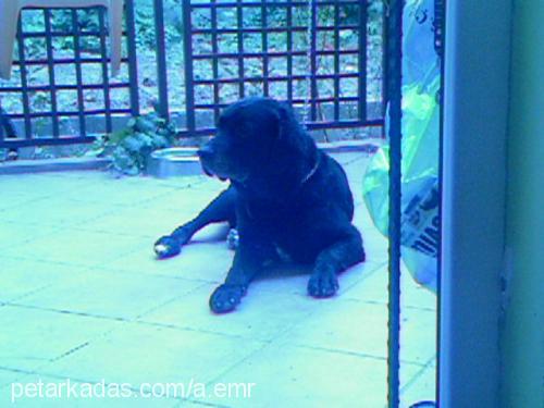 Şimşek Erkek Labrador Retriever