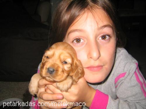 lucy Dişi İngiliz Cocker Spaniel