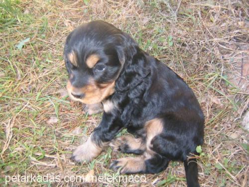 lucy Dişi İngiliz Cocker Spaniel