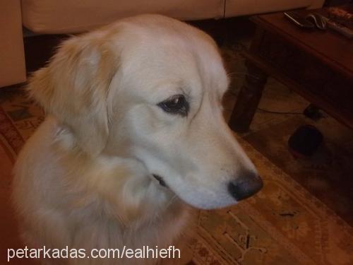 talya Dişi Golden Retriever