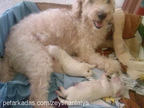 zeytin Dişi Poodle (Standart Kaniş)