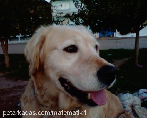 İce Dişi Golden Retriever