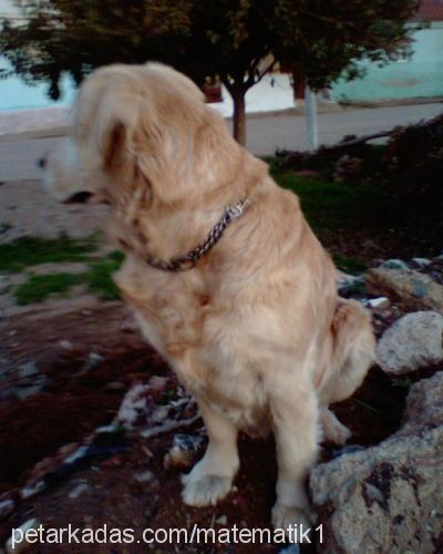 İce Dişi Golden Retriever