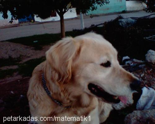 İce Dişi Golden Retriever