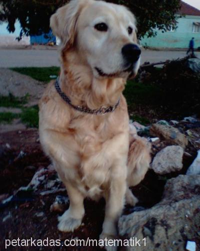 İce Dişi Golden Retriever