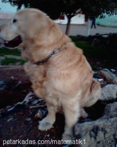 İce Dişi Golden Retriever