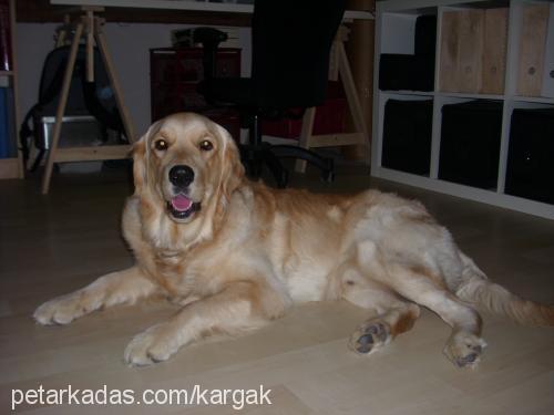 whisky Erkek Golden Retriever