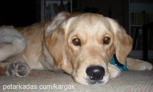 whisky Erkek Golden Retriever