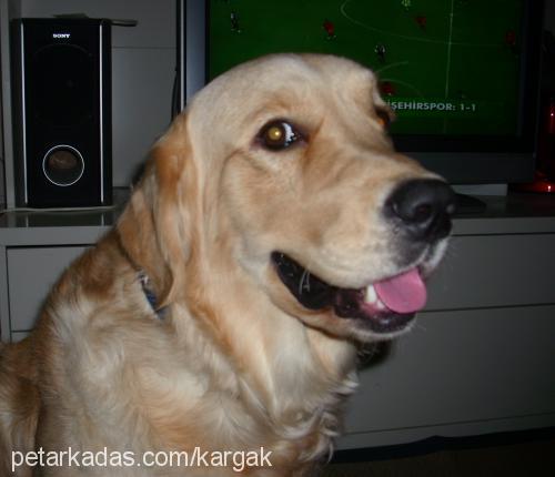 whisky Erkek Golden Retriever