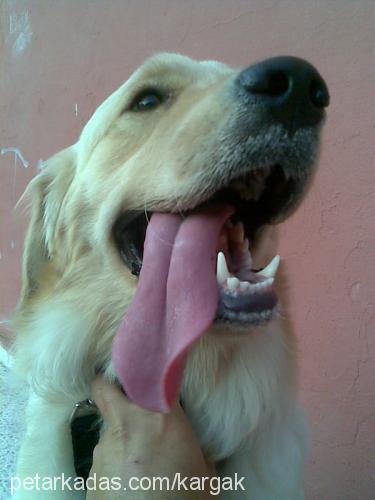 whisky Erkek Golden Retriever