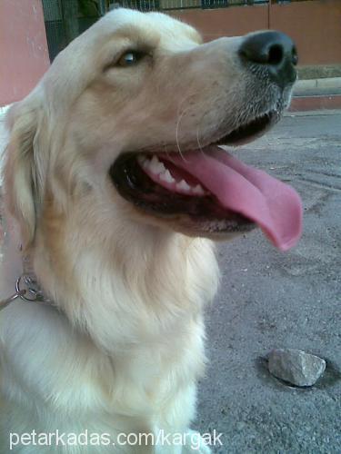 whisky Erkek Golden Retriever