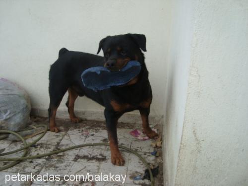 tang Erkek Rottweiler