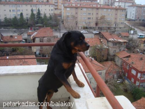 tang Erkek Rottweiler