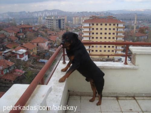 tang Erkek Rottweiler