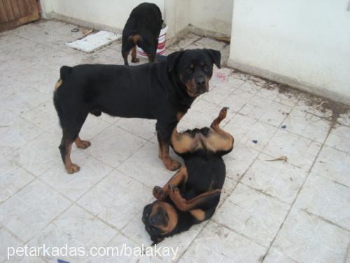 tang Erkek Rottweiler