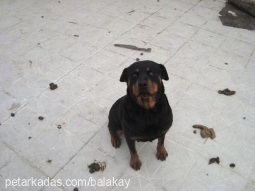 tang Erkek Rottweiler