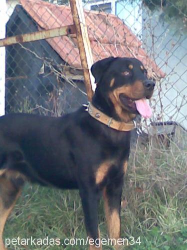 reis Erkek Rottweiler