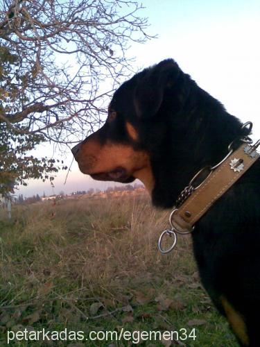 reis Erkek Rottweiler