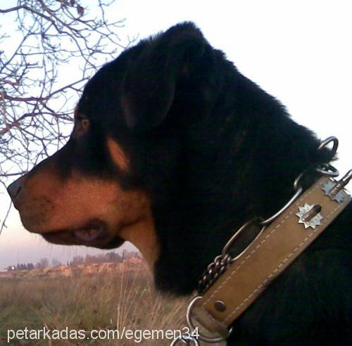 reis Erkek Rottweiler