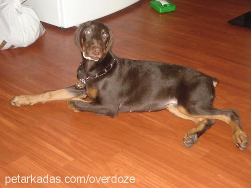 hera Dişi Doberman Pinscher