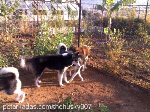 boncuk Dişi Sibirya Kurdu (Husky)