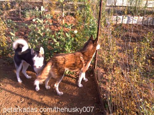 boncuk Dişi Sibirya Kurdu (Husky)