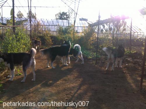 boncuk Dişi Sibirya Kurdu (Husky)