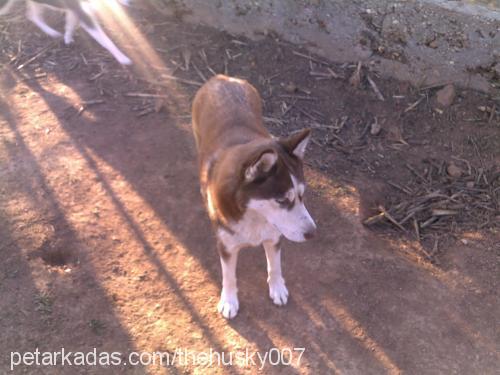 boncuk Dişi Sibirya Kurdu (Husky)