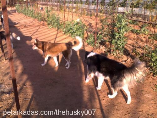 boncuk Dişi Sibirya Kurdu (Husky)