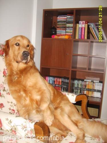 fabia Erkek Golden Retriever