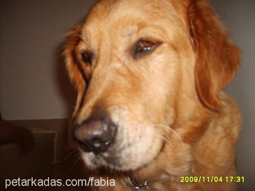 balım Dişi Golden Retriever