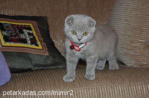 mirmir Dişi Scottish Fold