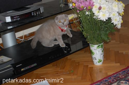 mirmir Dişi Scottish Fold