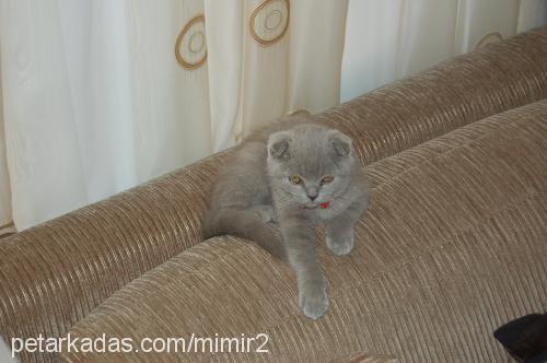 mirmir Dişi Scottish Fold