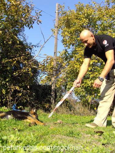 tayravonolympos Dişi Alman Çoban Köpeği