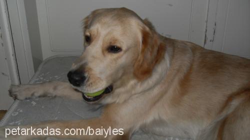 baileys Dişi Golden Retriever