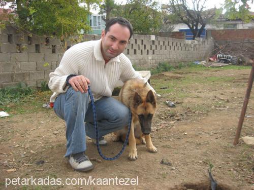 zeytin Dişi Belçika Malinois