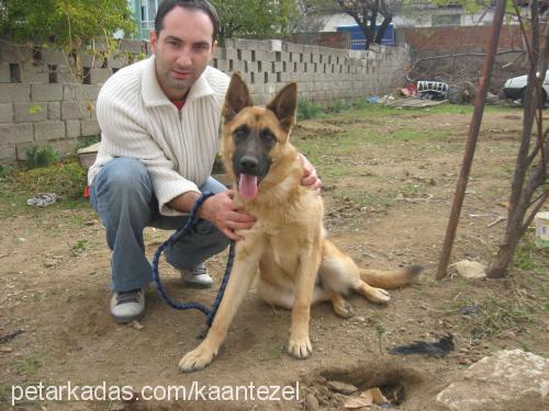 zeytin Dişi Belçika Malinois