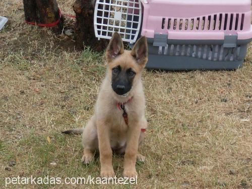 zeytin Dişi Belçika Malinois